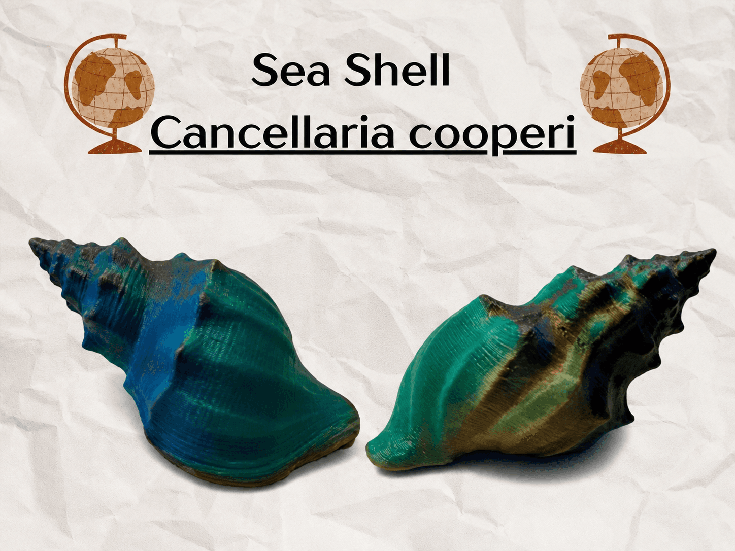 Декоративная морская ракушка